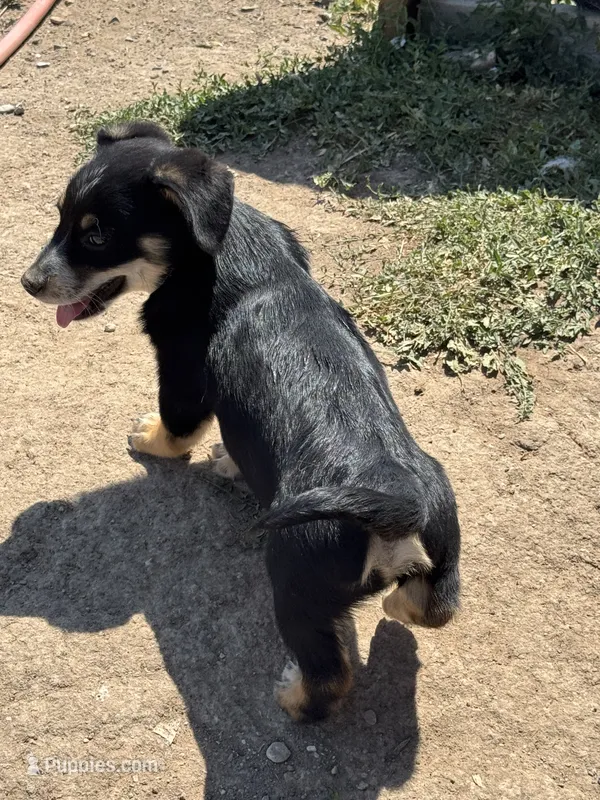 Brownie – Pembroke Welsh Corgi puppy for sale in Montrose, CO