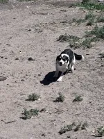 Cooper , a male Pembroke Welsh Corgi for sale in Montrose, CO – 3 of 10