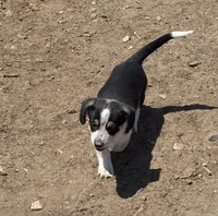 Rook, a male Pembroke Welsh Corgi for sale in Montrose, CO – 1 of 10