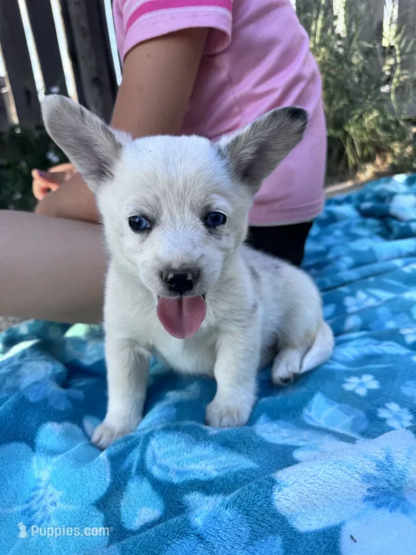 Chip – Pembroke Welsh Corgi puppy for sale in Montrose, CO