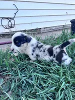 Diego, a male Pembroke Welsh Corgi for sale in Montrose, CO – 5 of 7