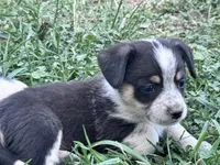 Rook, a male Pembroke Welsh Corgi for sale in Montrose, CO – 5 of 9