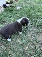 Rook, a male Pembroke Welsh Corgi for sale in Montrose, CO – 2 of 9