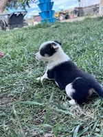 Spicy, a female Pembroke Welsh Corgi for sale in Montrose, CO – 8 of 8