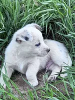 Chip, a male Pembroke Welsh Corgi for sale in Montrose, CO – 2 of 4