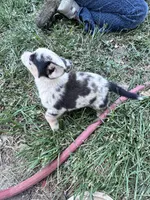 Bow, a male Pembroke Welsh Corgi for sale in Montrose, CO – 8 of 9