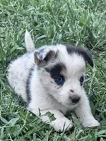 Tye, a male Pembroke Welsh Corgi for sale in Montrose, CO – 2 of 6