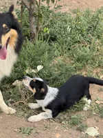 Rook, a male Pembroke Welsh Corgi for sale in Montrose, CO – 6 of 10