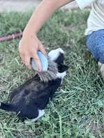 Winston, a male Pembroke Welsh Corgi for sale in Montrose, CO – 5 of 8