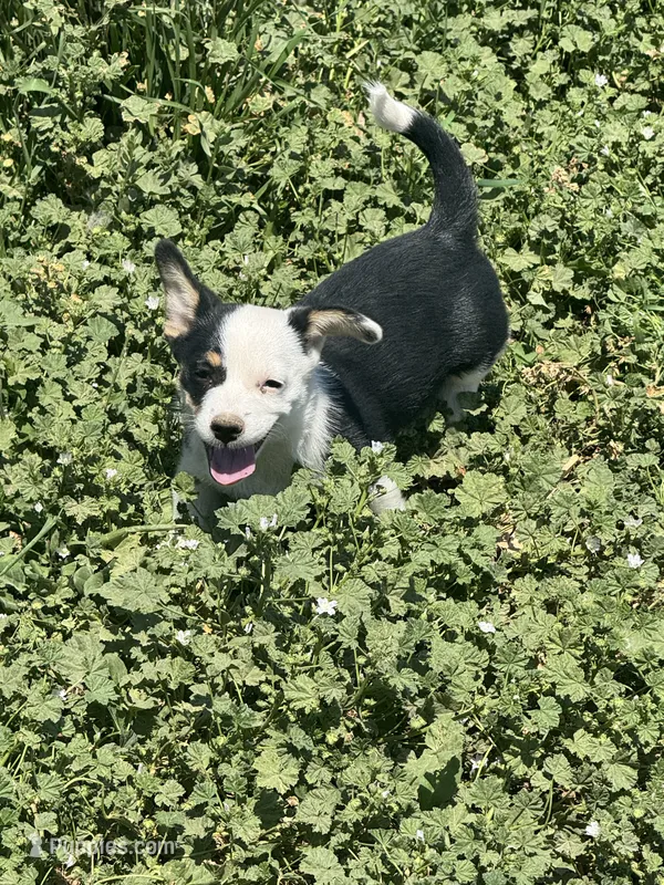 Winston – Pembroke Welsh Corgi puppy for sale in Montrose, CO