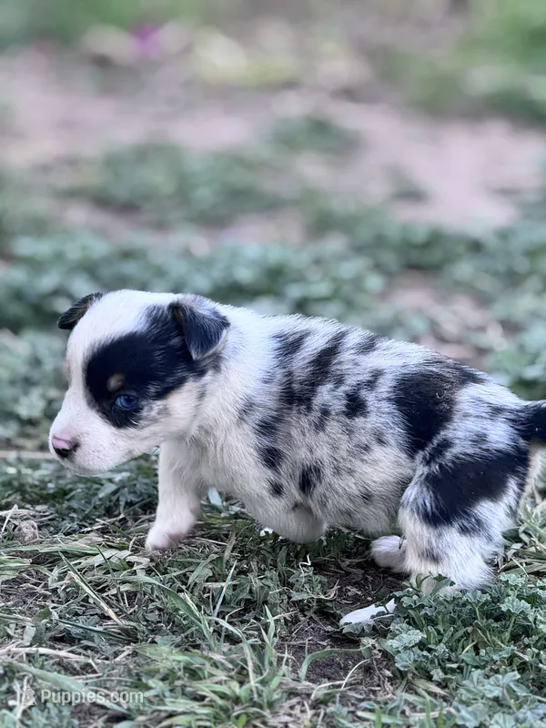 Diego – Pembroke Welsh Corgi puppy for sale in Montrose, CO