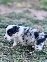 Diego, a male Pembroke Welsh Corgi for sale in Montrose, CO – 1 of 7