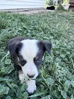 Mac, a male Pembroke Welsh Corgi for sale in Montrose, CO – 2 of 3