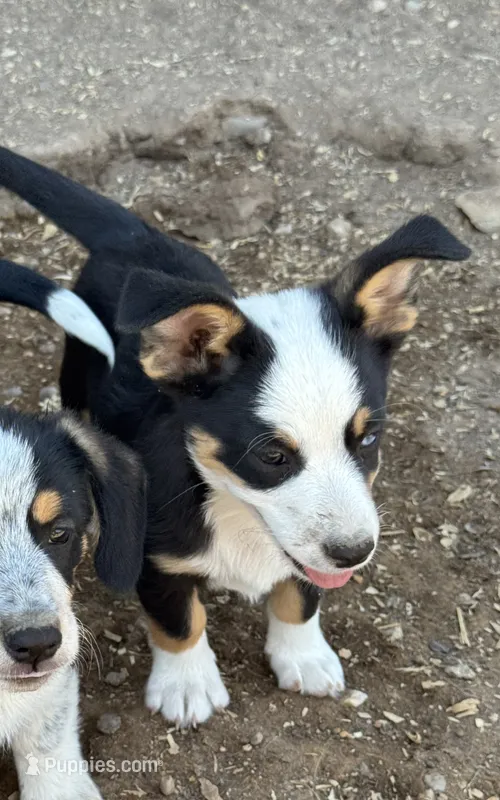 Mac – Pembroke Welsh Corgi puppy for sale in Montrose, CO