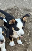 Mac, a male Pembroke Welsh Corgi for sale in Montrose, CO – 1 of 10