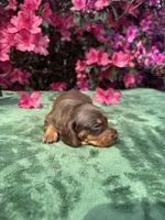 Teddy - Chocolate and tan male smooth coat , a male Miniature Dachshund for sale in Ocala, FL – Photo 2 of 8