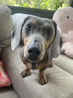 Teddy - Chocolate and tan male smooth coat , a male Miniature Dachshund for sale in Ocala, FL – Photo 5 of 6