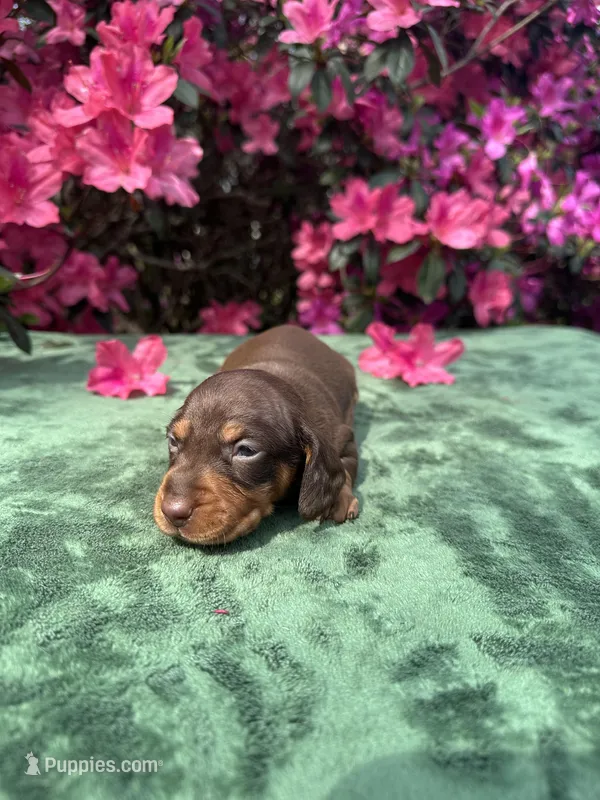 Teddy - Chocolate and tan male smooth coat  – Miniature Dachshund puppy for sale in Ocala, FL