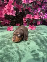 Teddy - Chocolate and tan male smooth coat , a male Miniature Dachshund for sale in Ocala, FL – Photo 1 of 8