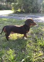 Teddy - Chocolate and tan male smooth coat , a male Miniature Dachshund for sale in Ocala, FL – Photo 4 of 6