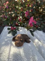 Renny- Runt Chocolate and tan female smooth coat , a female Miniature Dachshund for sale in Ocala, FL – Photo 2 of 2