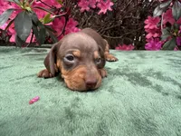 Tootsie - RUNT TINY Chocolate and tan female smooth coat , a female Miniature Dachshund for sale in Ocala, FL – Photo 1 of 4