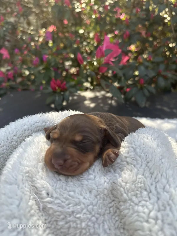 Renny- Runt Chocolate and tan female smooth coat  – Miniature Dachshund puppy for sale in Ocala, FL