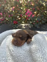 Renny- Runt Chocolate and tan female smooth coat , a female Miniature Dachshund for sale in Ocala, FL – Photo 1 of 2
