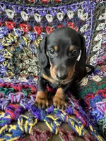 Jack - Balck and Tan Male Miniature Dachshund , a male Miniature Dachshund for sale in Ocala, FL – Photo 4 of 5
