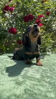 Jack - Balck and Tan Male Miniature Dachshund , a male Miniature Dachshund for sale in Ocala, FL – Photo 1 of 5