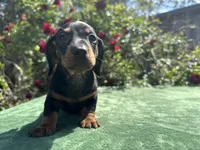 Jack - Balck and Tan Male Miniature Dachshund , a male Miniature Dachshund for sale in Ocala, FL – Photo 2 of 5