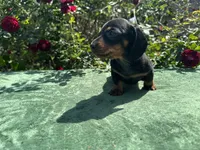 Jack - Balck and Tan Male Miniature Dachshund , a male Miniature Dachshund for sale in Ocala, FL – Photo 3 of 5