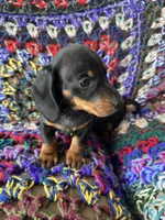 Jack - Balck and Tan Male Miniature Dachshund , a male Miniature Dachshund for sale in Ocala, FL – Photo 5 of 5