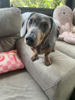 Simon - Black and Tan Smooth coat male, a male Miniature Dachshund for sale in Ocala, FL – Photo 3 of 5