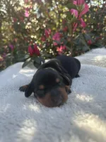 Simon - Black and Tan Smooth coat male, a male Miniature Dachshund for sale in Ocala, FL – Photo 1 of 5