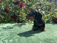 Jack - Black and Tan Smooth coat male, a male Miniature Dachshund for sale in Ocala, FL – Photo 3 of 9