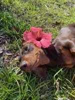 Simon - Black and Tan Smooth coat male, a male Miniature Dachshund for sale in Ocala, FL – Photo 5 of 5