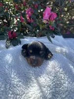 Simon - Black and Tan Smooth coat male, a male Miniature Dachshund for sale in Ocala, FL – Photo 2 of 5