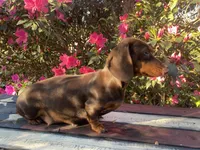 Simon - Black and Tan Smooth coat male, a male Miniature Dachshund for sale in Ocala, FL – Photo 4 of 5
