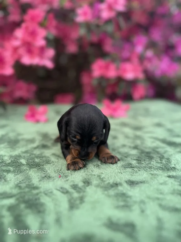 Simon - Black and Tan Smooth coat male – Miniature Dachshund puppy for sale in Ocala, FL