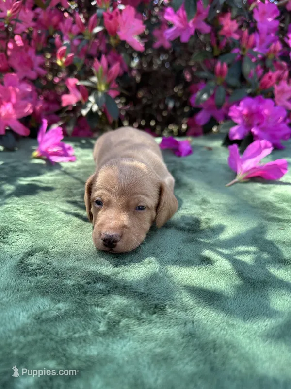 Frankie - ee Red smooth coat  – Miniature Dachshund puppy for sale in Ocala, FL