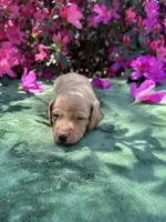Frankie - ee Red smooth coat (possible hidden dapple), a male Miniature Dachshund for sale in Ocala, FL – Photo 1 of 5