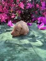 Frankie - ee Red smooth coat (possible hidden dapple), a male Miniature Dachshund for sale in Ocala, FL – Photo 2 of 5