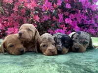 Frankie - ee Red smooth coat (possible hidden dapple), a male Miniature Dachshund for sale in Ocala, FL – Photo 4 of 5