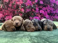 Frankie - ee Red smooth coat (possible hidden dapple), a male Miniature Dachshund for sale in Ocala, FL – Photo 3 of 5