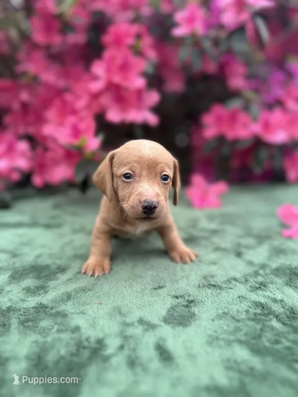 Frankie - ee Red smooth coat (possible hidden dapple) – Miniature Dachshund puppy for sale in Ocala, FL