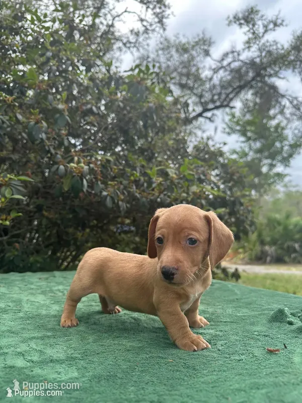 Frankie - ee Red smooth coat (possible hidden dapple) – Miniature Dachshund puppy for sale in Ocala, FL