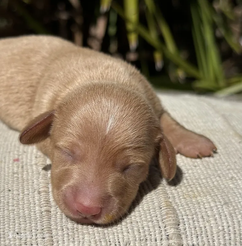 Frankie - ee Red smooth coat 