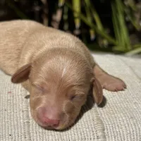 Frankie - ee Red smooth coat (possible hidden dapple), a male Miniature Dachshund for sale in Ocala, FL – Photo 5 of 5