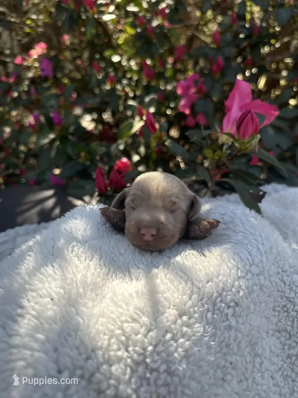 Lylah - Smooth coat Isabella and tan Female – Miniature Dachshund puppy for sale in Ocala, FL